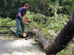 Best Tree Trimming and Pruning  in Rio Rico, AZ