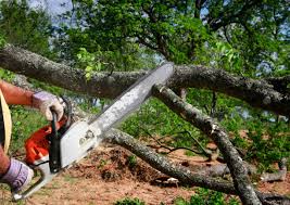 Best Stump Grinding and Removal  in Rio Rico, AZ