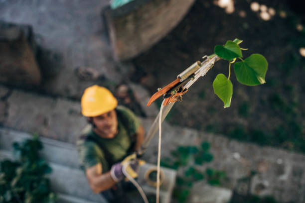 Best Utility Line Clearance  in Rio Rico, AZ