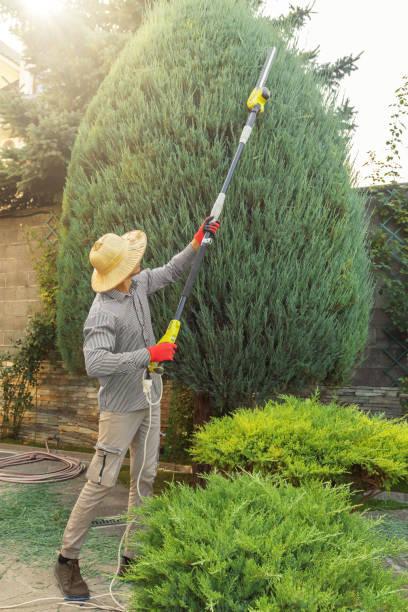 Best Palm Tree Trimming  in Rio Rico, AZ